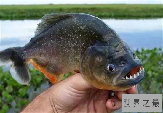 吃人鱼改变水中生态环境，五种著名的吃人鱼入侵中国
