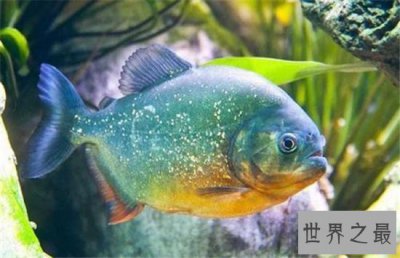 ​吃人鱼改变水中生态环境，五种著名的吃人鱼入侵中国