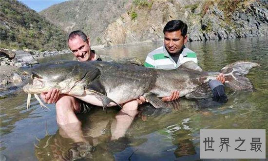 吃人鱼改变水中生态环境，五种著名的吃人鱼入侵中国