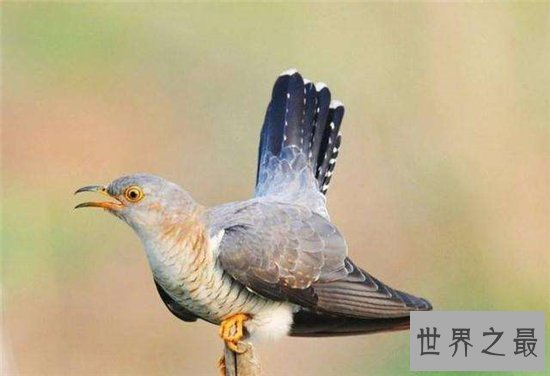 大杜鹃鸟被称为恶鸟，堪称是鸟类中的啃老族