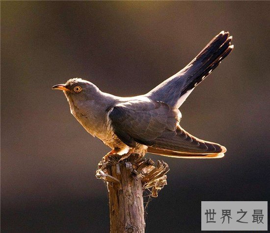 大杜鹃鸟被称为恶鸟，堪称是鸟类中的啃老族